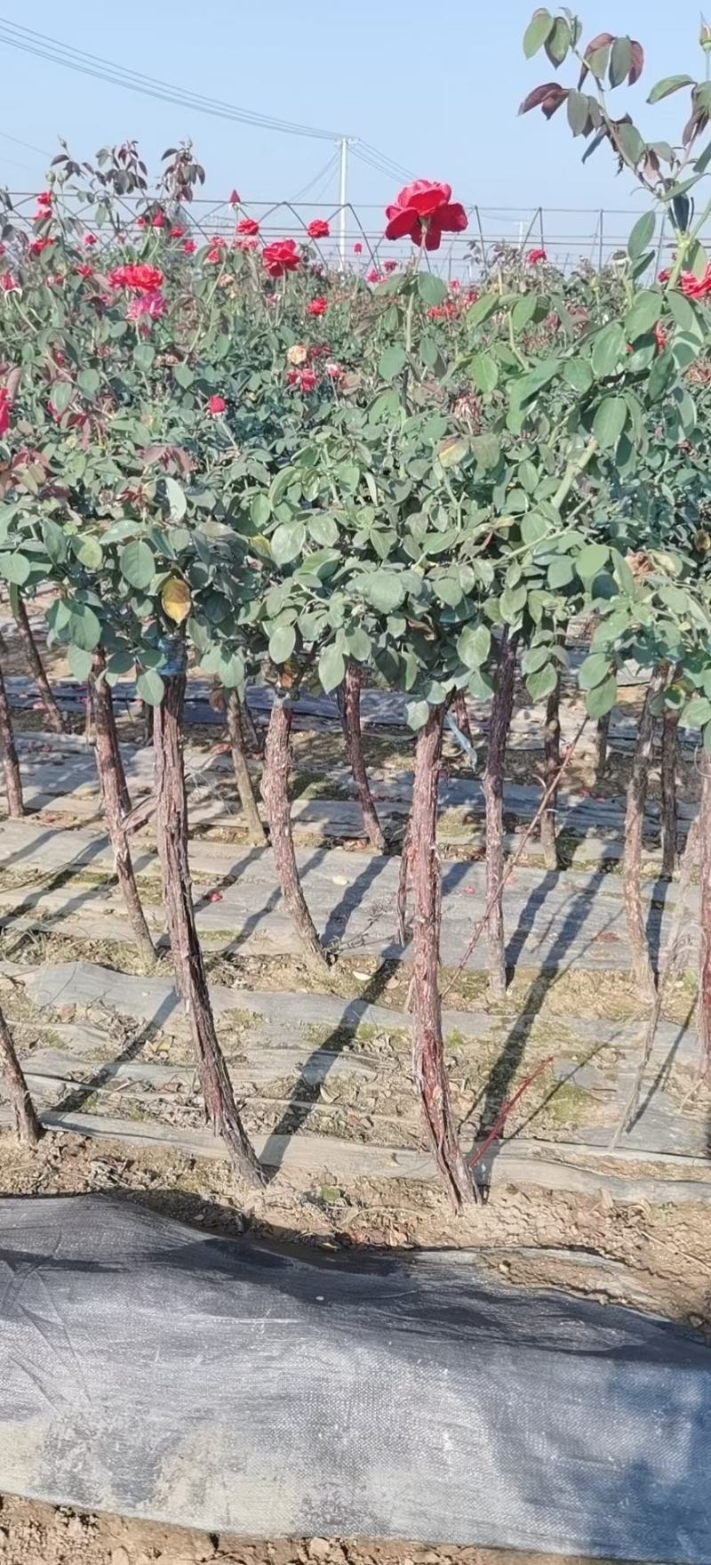 月季