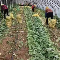 萝卜韩国小萝卜青年萝卜泡菜萝卜小伙子萝卜