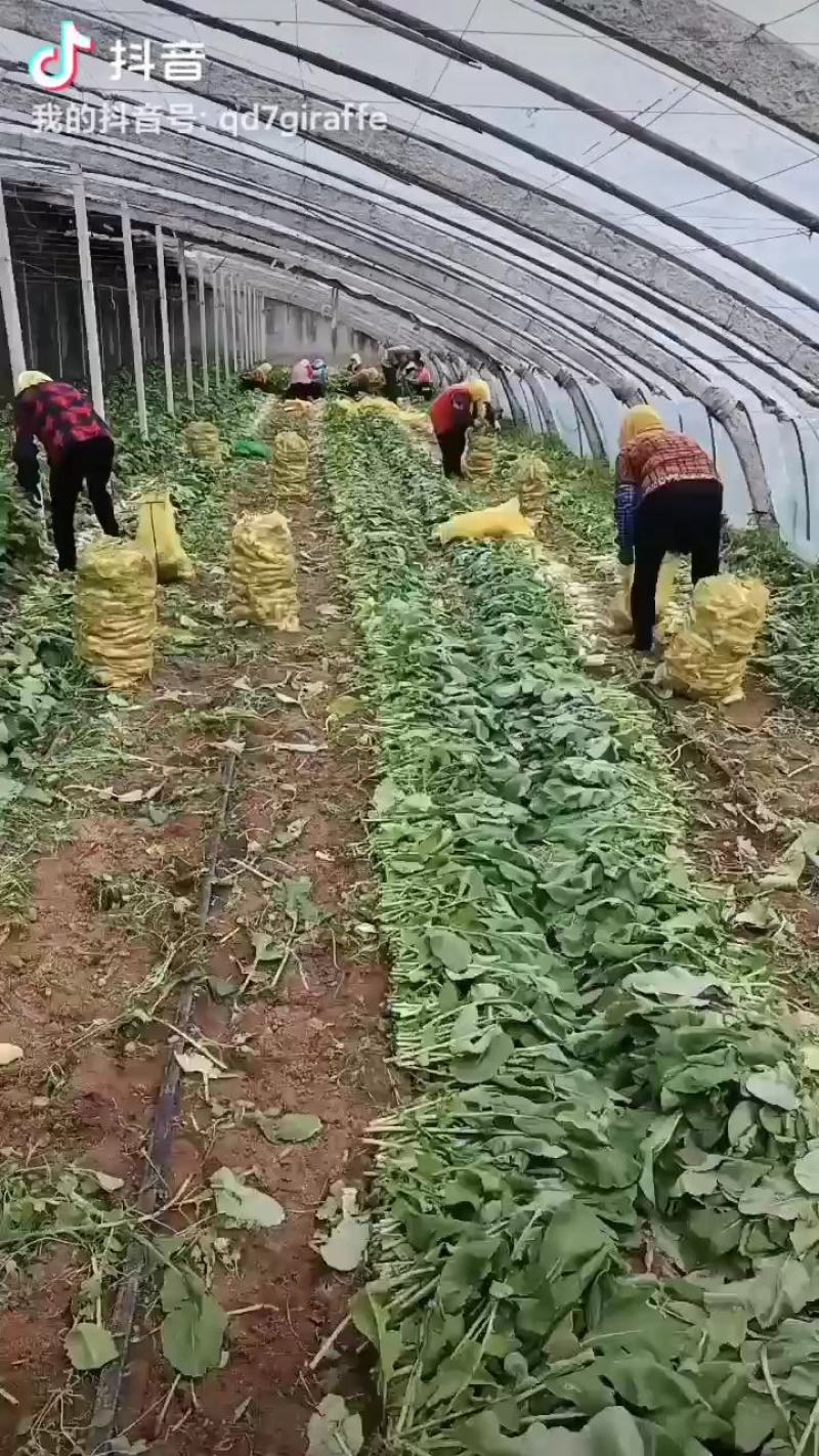 萝卜韩国小萝卜青年萝卜泡菜萝卜小伙子萝卜