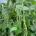 无筋豆基地一手货源大量优超市电商市场.全国发货