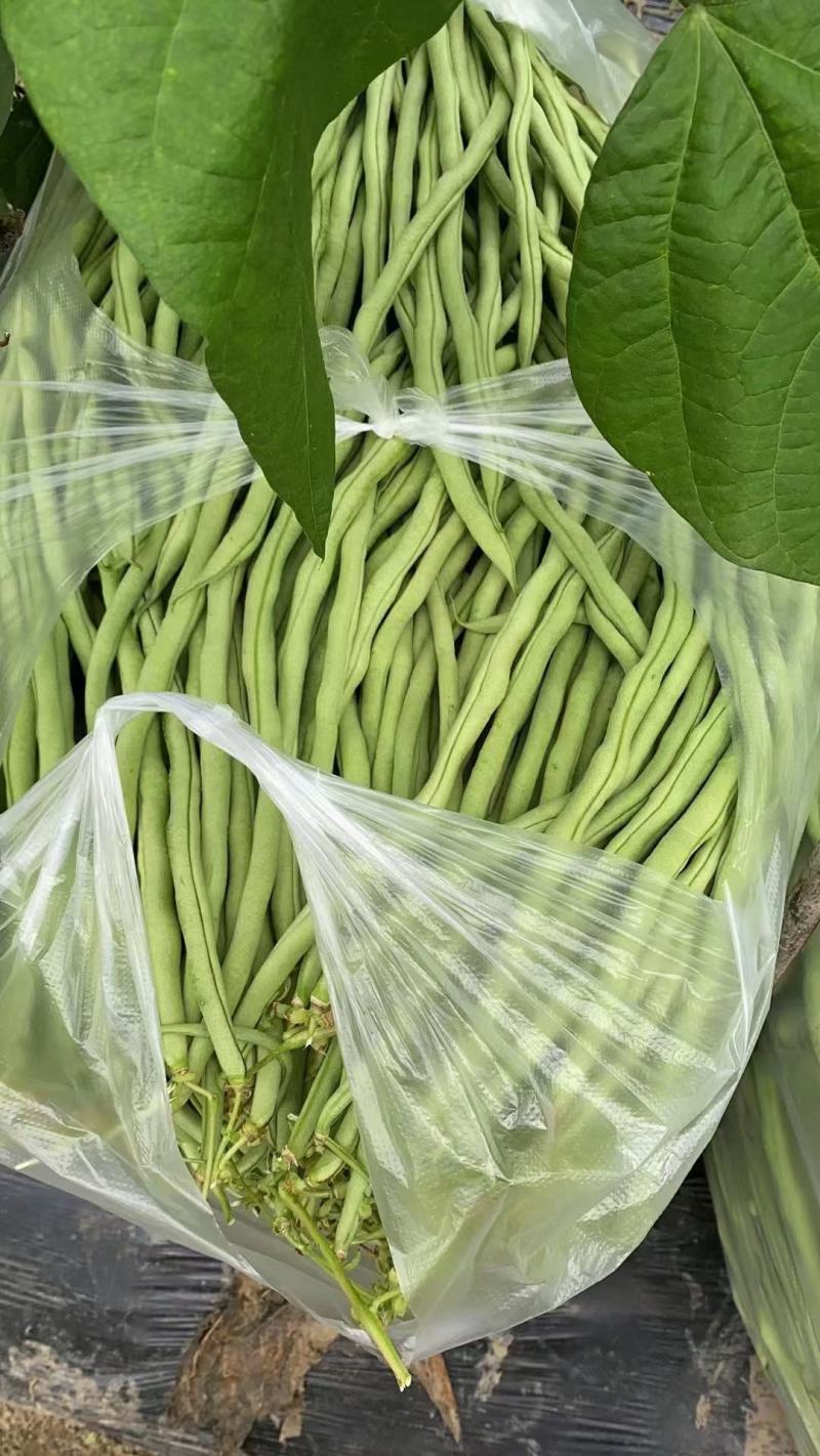 无筋豆基地一手货源大量优超市电商市场.全国发货