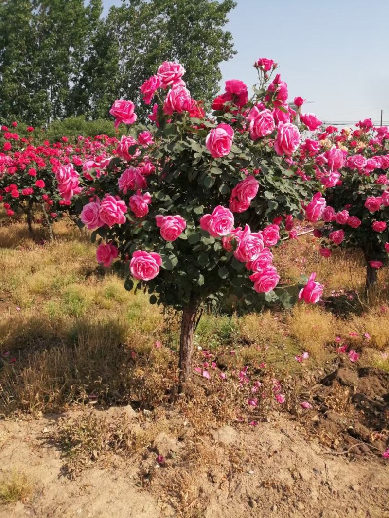 精品树桩月季基地直供欢迎大家实地考察自由苗圃