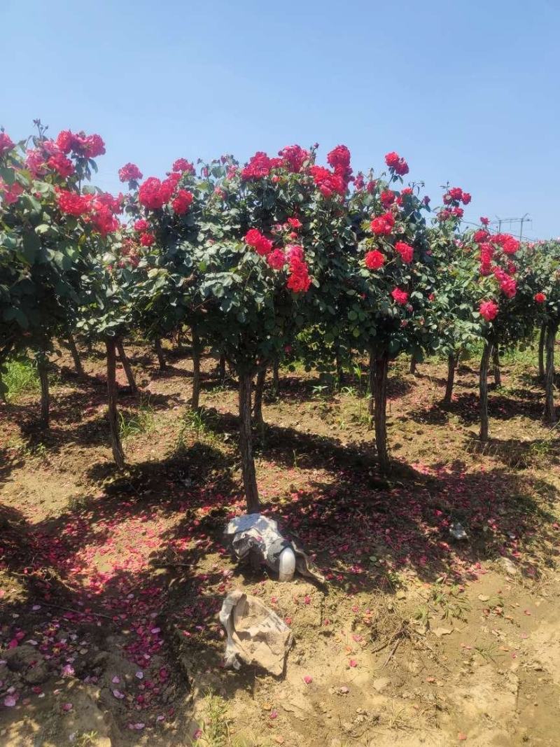 精品树桩月季基地直供欢迎大家实地考察自由苗圃