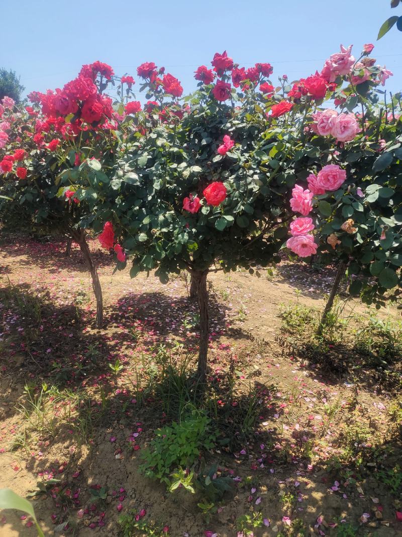 精品树桩月季基地直供欢迎大家实地考察自由苗圃