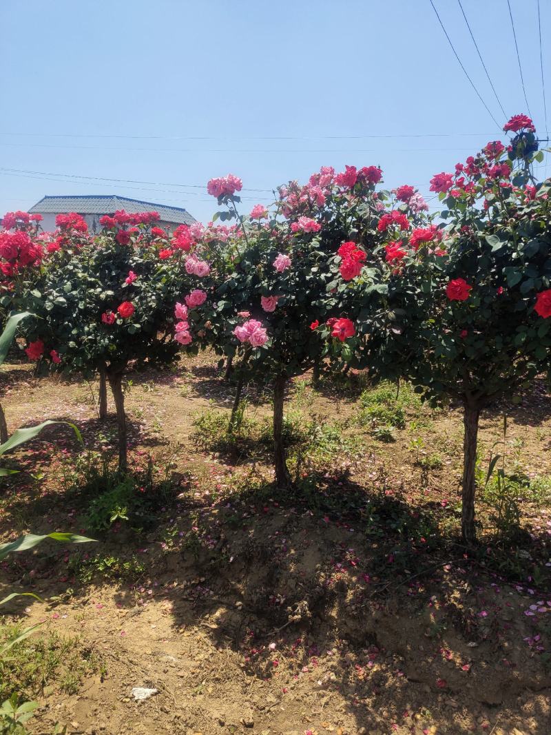 精品树桩月季基地直供欢迎大家实地考察自由苗圃