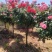 精品树桩月季基地直供欢迎大家实地考察自由苗圃