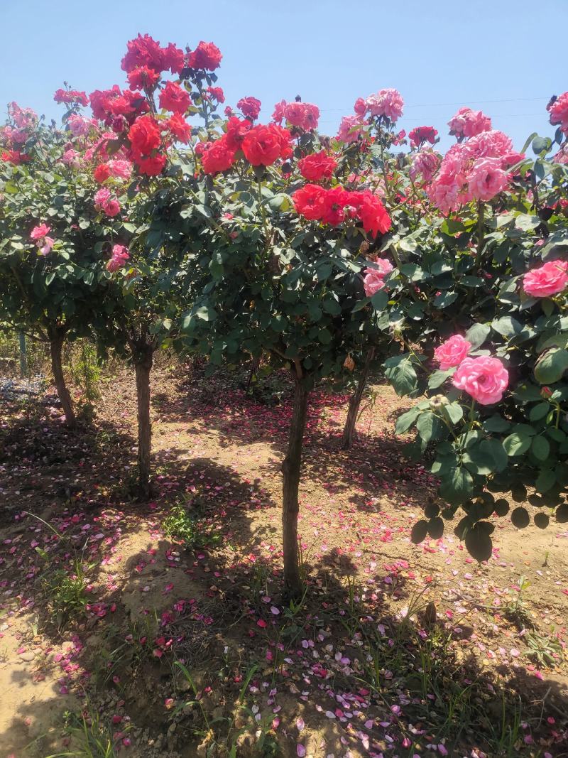 精品树桩月季基地直供欢迎大家实地考察自由苗圃