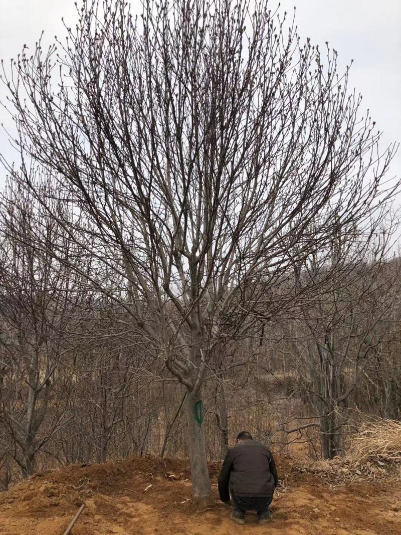 精品紫玉兰百亩基地直供自由苗圃欢迎大家实地考察