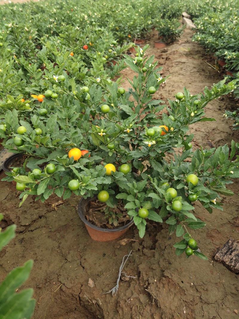 珊瑚樱盆栽观果植物冬珊瑚看樱桃洋樱桃四季果