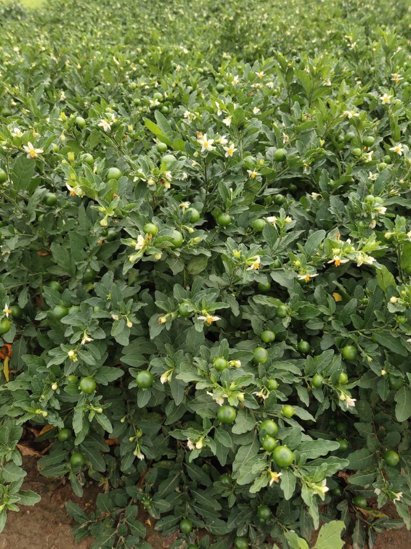 珊瑚樱盆栽观果植物冬珊瑚看樱桃洋樱桃四季果
