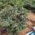 珊瑚樱盆栽观果植物冬珊瑚看樱桃洋樱桃四季果