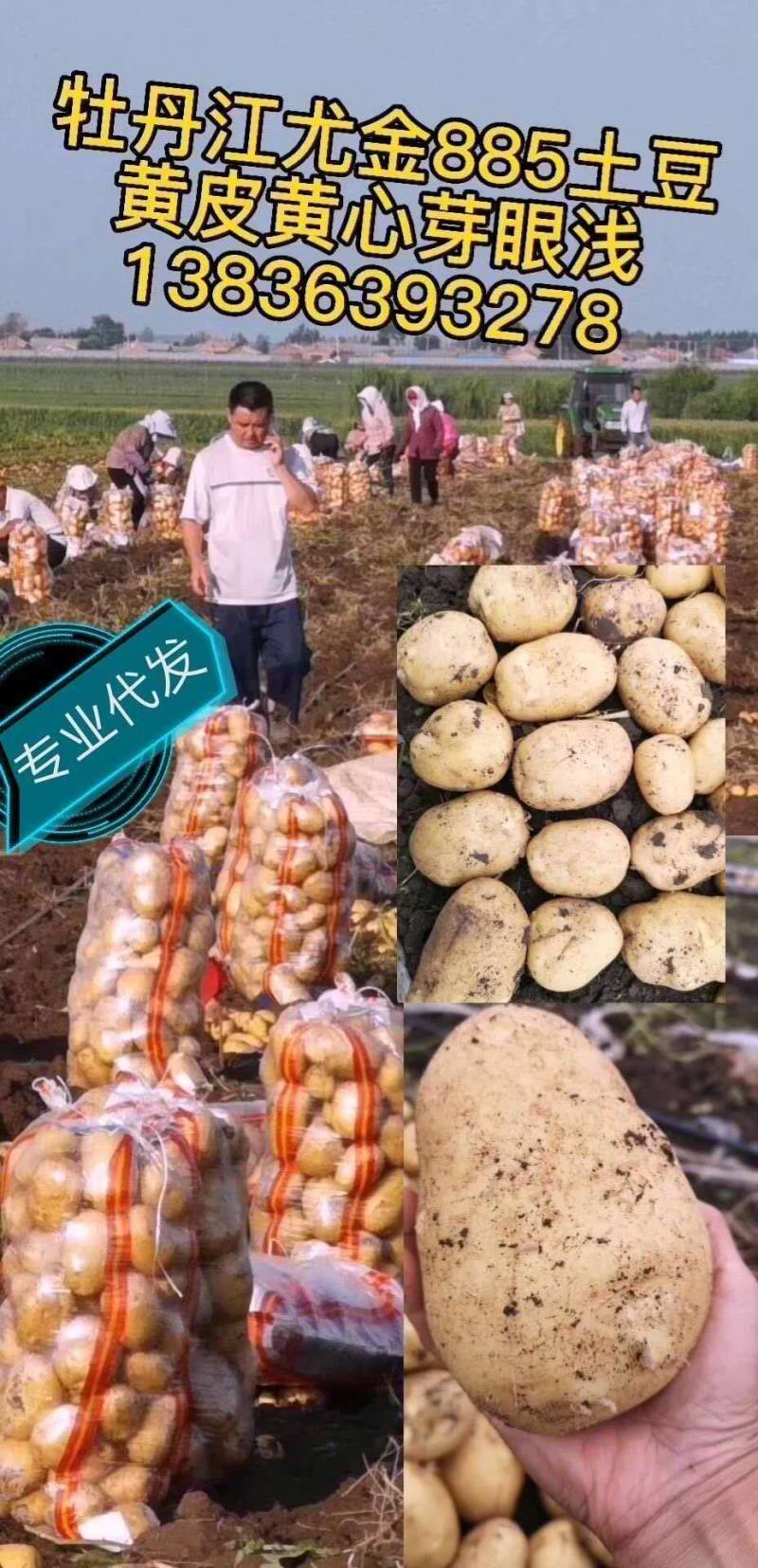 牡丹江尤金885土豆