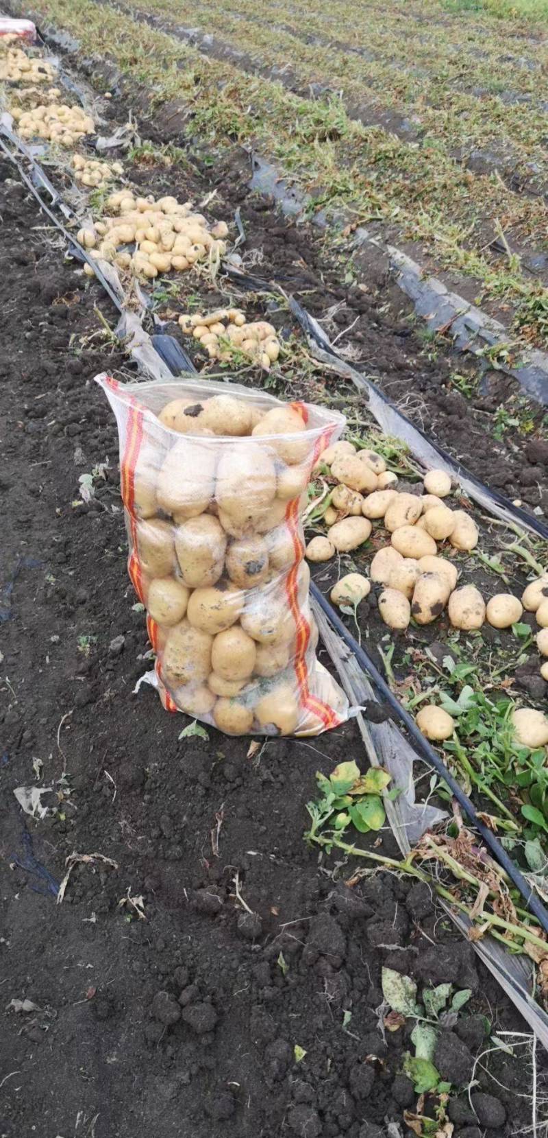 牡丹江尤金885土豆