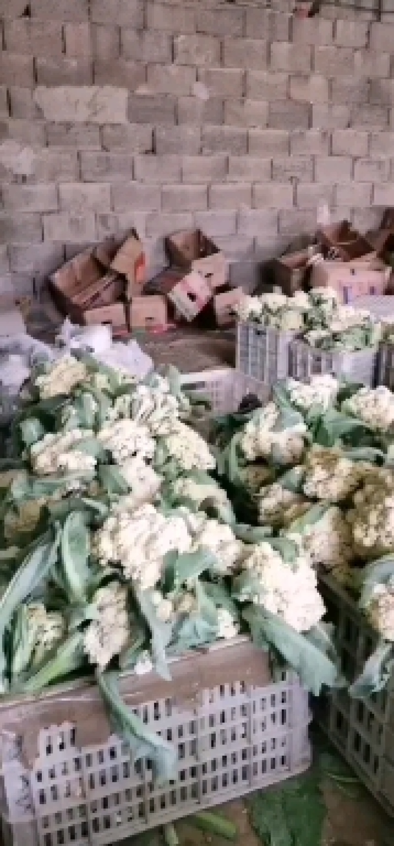 菜花有机花大量出售价格便宜，货源充足一手货源需要的联系