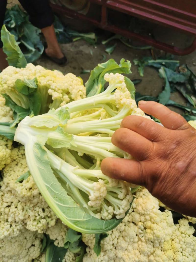 菜花有机花大量出售价格便宜，货源充足一手货源需要的联系