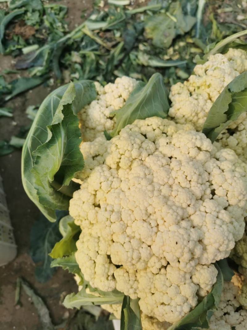 菜花有机花大量出售价格便宜，货源充足一手货源需要的联系