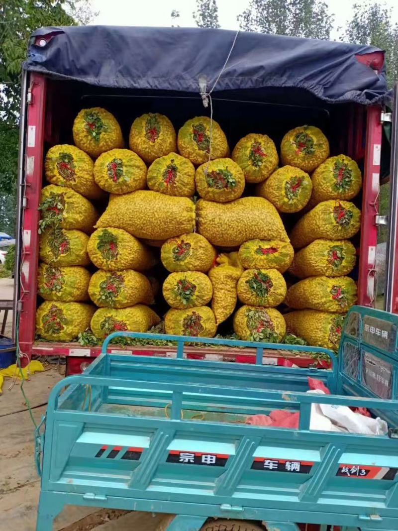 花生大量上市中，鲜花生，过筛，手选，产地直供，专业代办