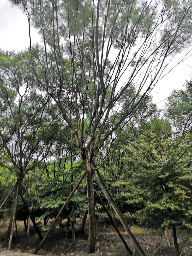 蓝花楹25公分精品大冠幅