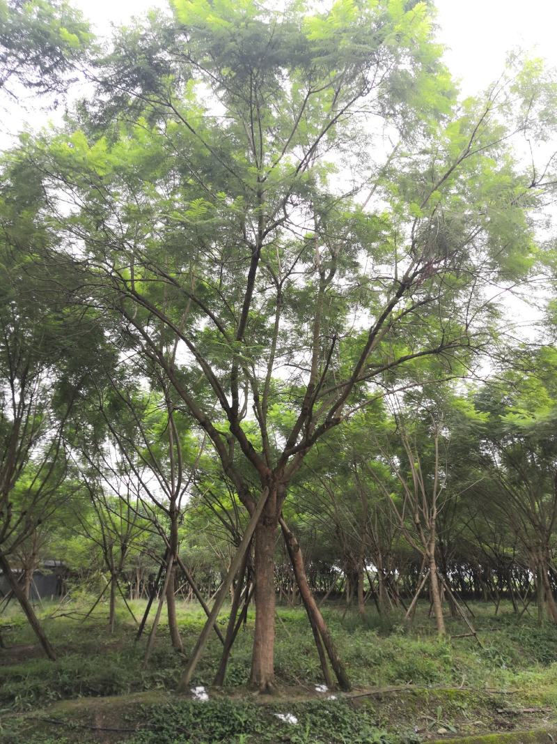 蓝花楹25公分精品大冠幅