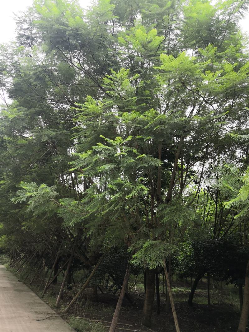 蓝花楹25公分精品大冠幅