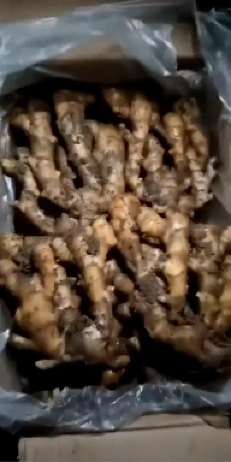山东鲜姜大量供应！大量上市品质，好价格优！