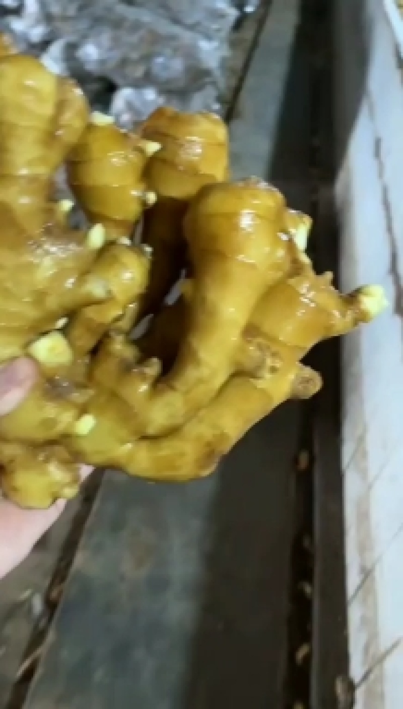 山东鲜姜大量供应！大量上市品质，好价格优！