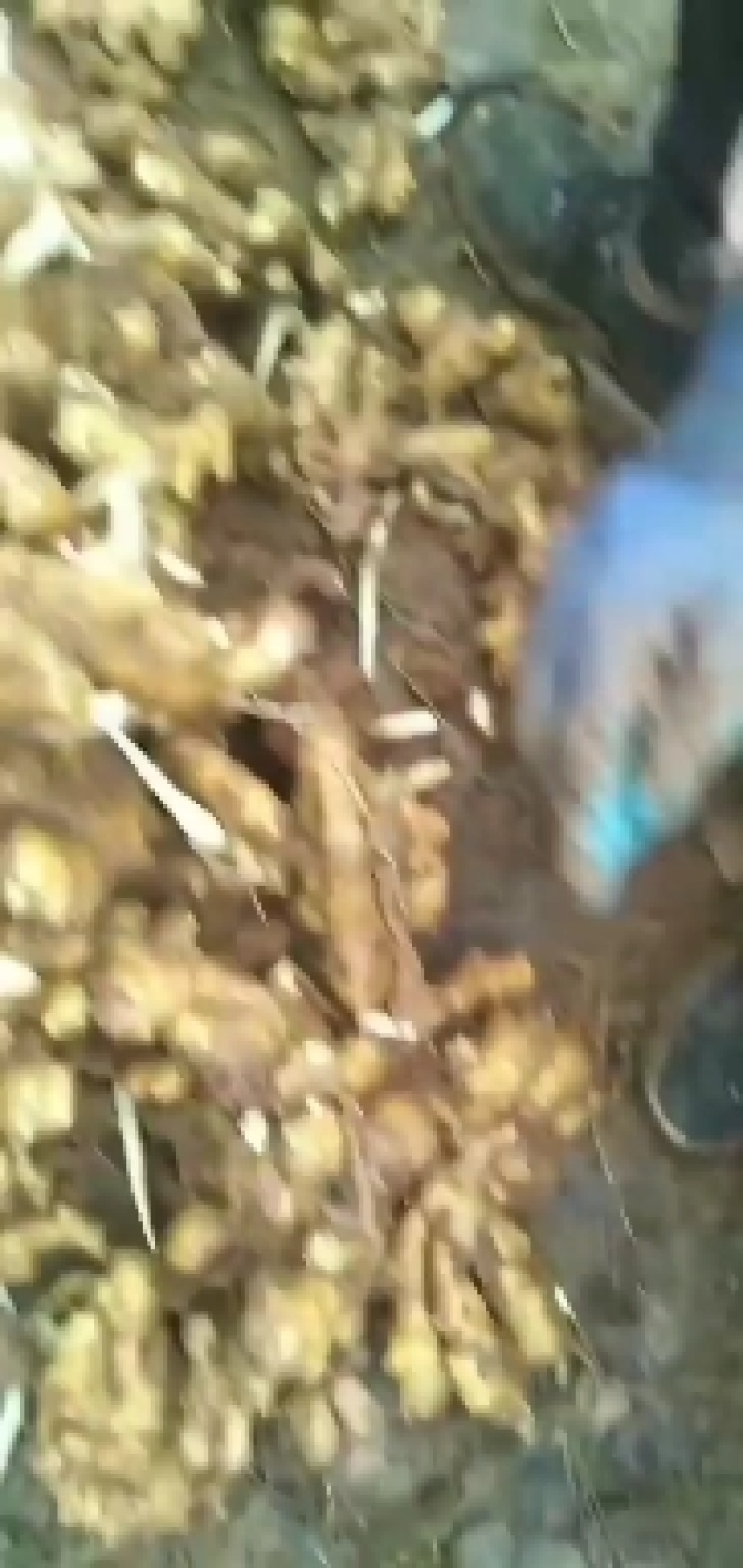 山东鲜姜大量供应！大量上市品质，好价格优！