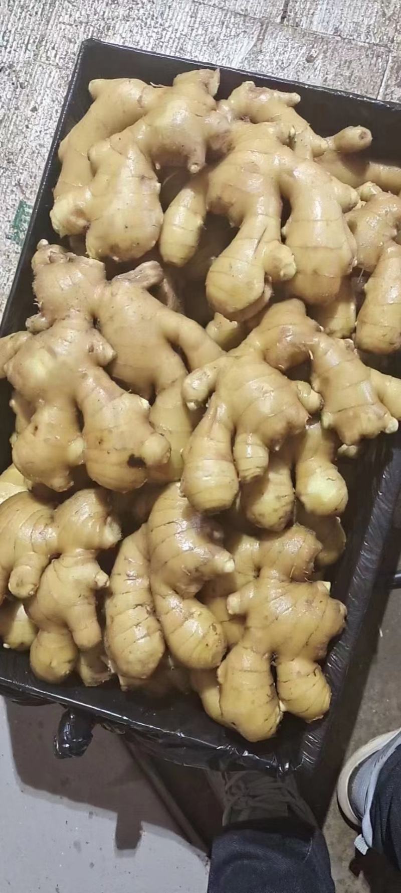 山东鲜姜大量供应！大量上市品质，好价格优！