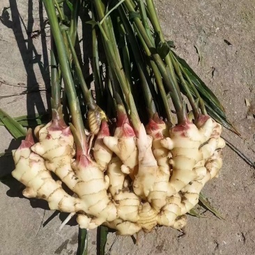 山东鲜姜大量供应!大量上市品质,好价格优!