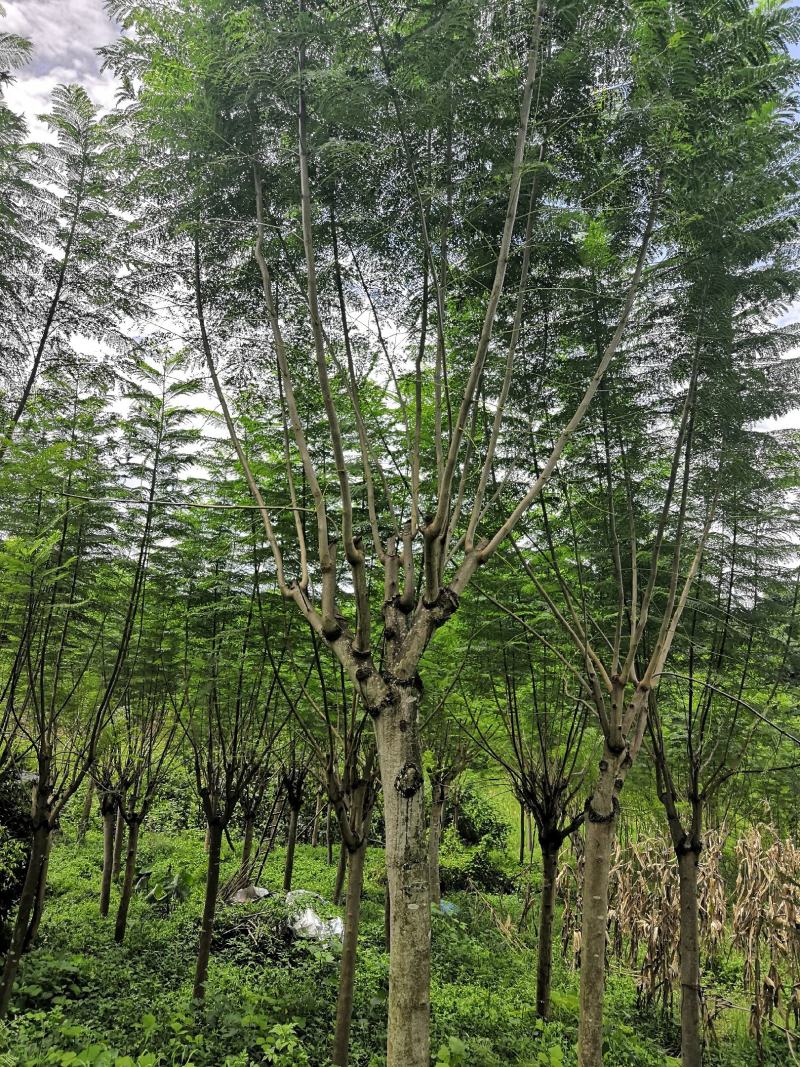 蓝花楹15公分精品树型