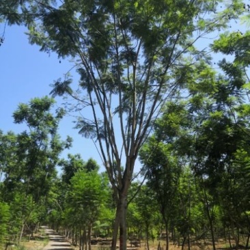 蓝花楹普通树型20公分