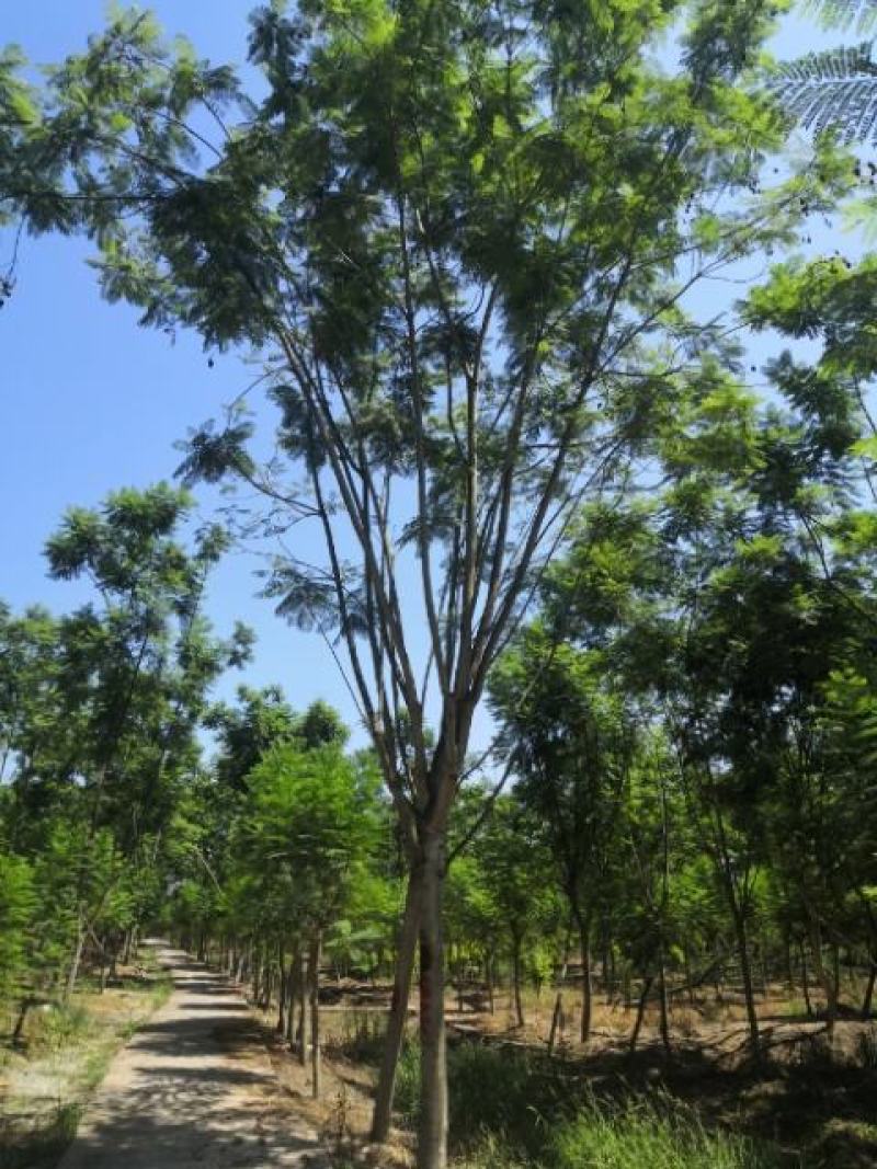 蓝花楹普通树型20公分