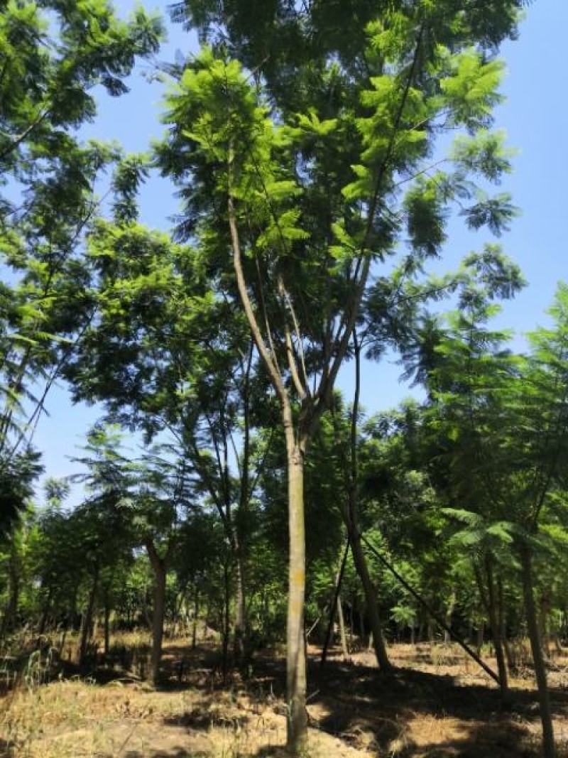 蓝花楹普通树型20公分