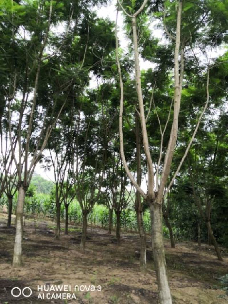 蓝花楹普通树型20公分