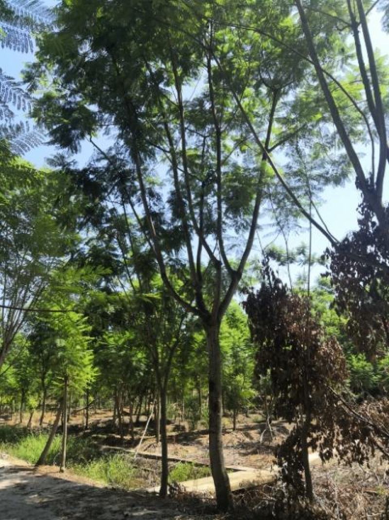 蓝花楹普通树型20公分