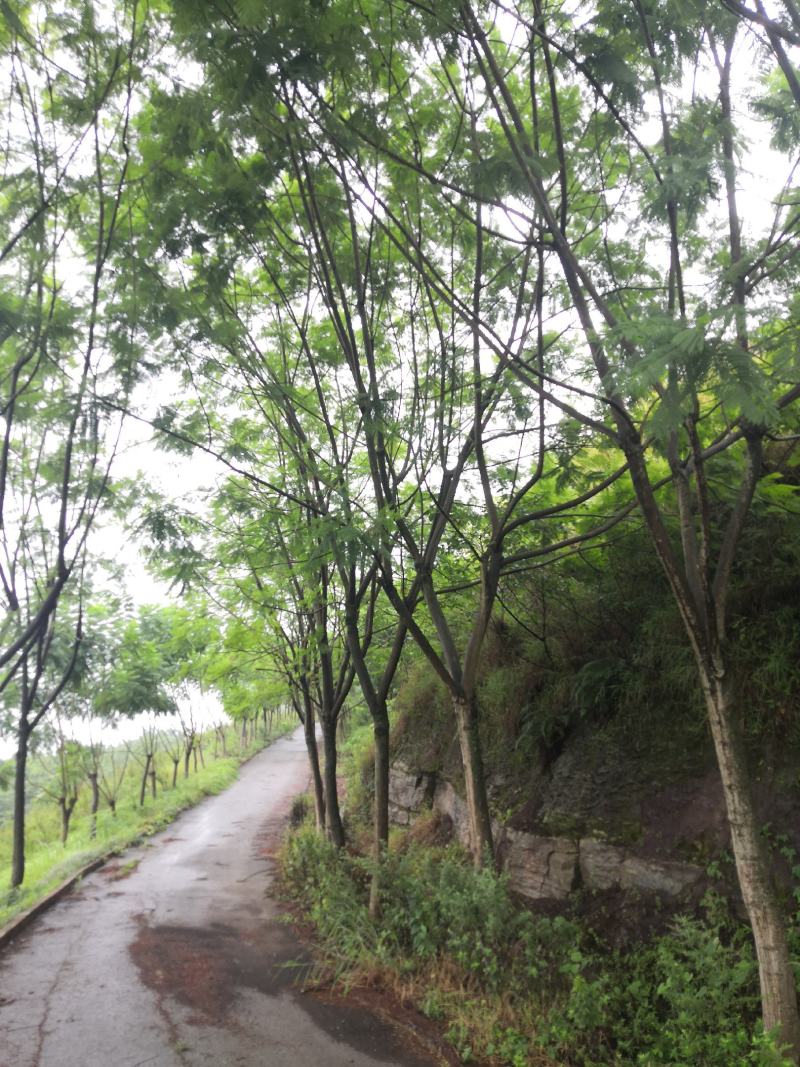 蓝花楹普通树型20公分