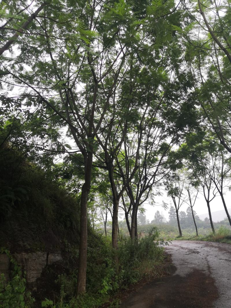 蓝花楹普通树型20公分