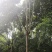 栾树10公分
