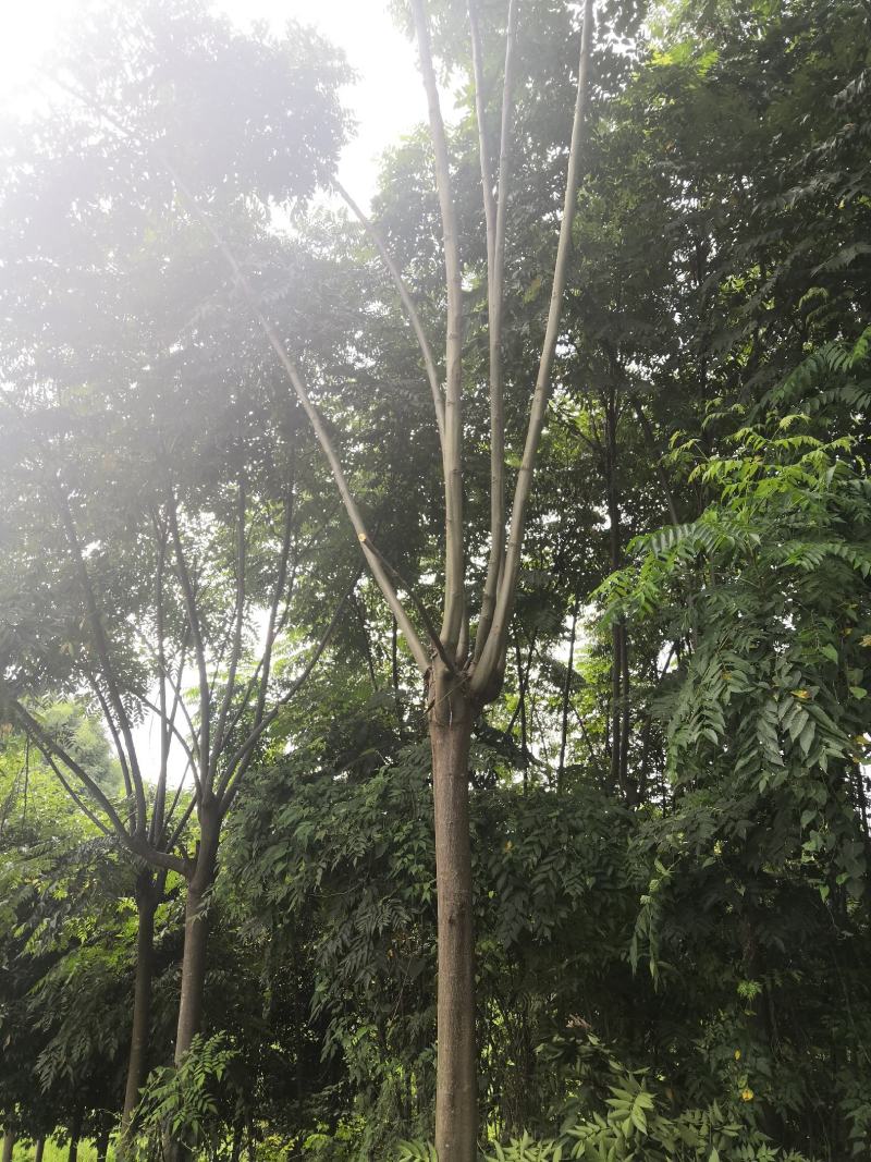 栾树10公分