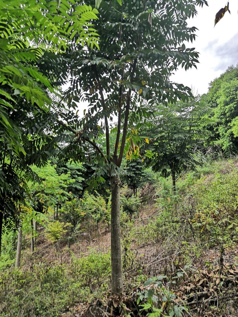 栾树10公分