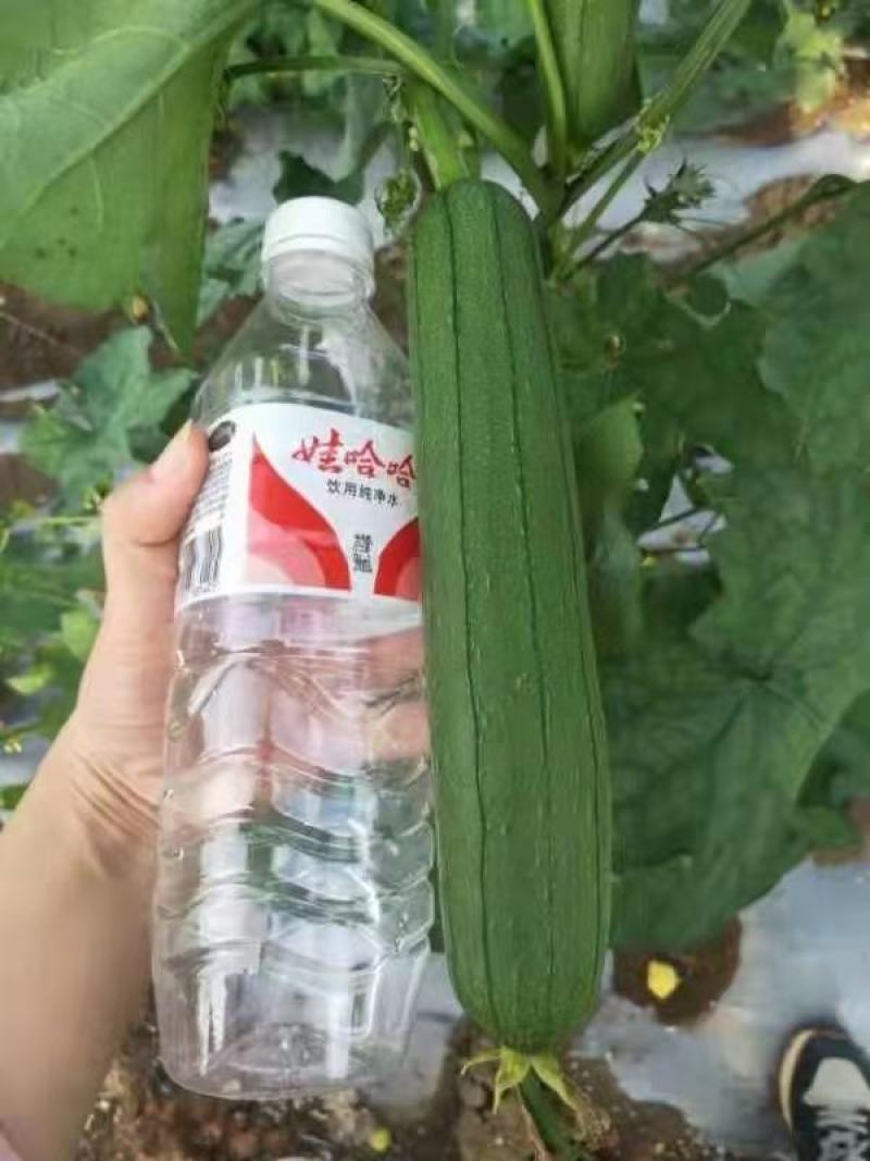 套袋丝瓜大量对接平台，规格678两，日供量6万斤