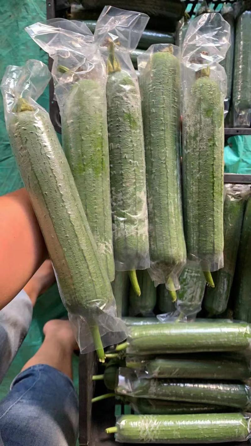 套袋丝瓜大量对接平台，规格678两，日供量6万斤