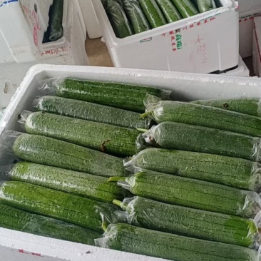 套袋丝瓜大量对接平台，规格678两，日供量6万斤