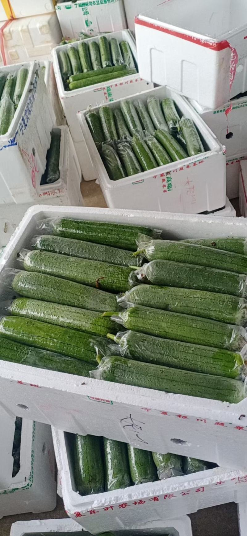 套袋丝瓜大量对接平台，规格678两，日供量6万斤
