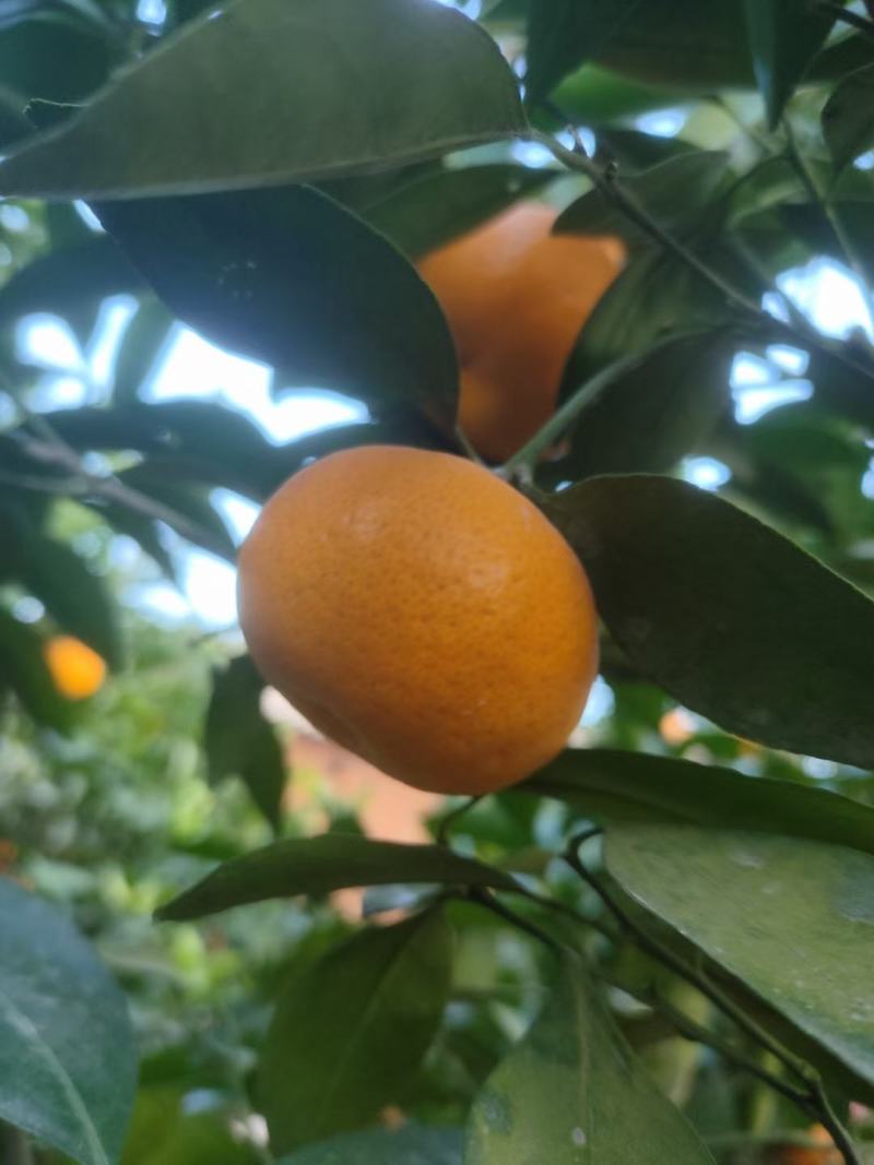 新余蜜桔，采果选货一条龙服务。