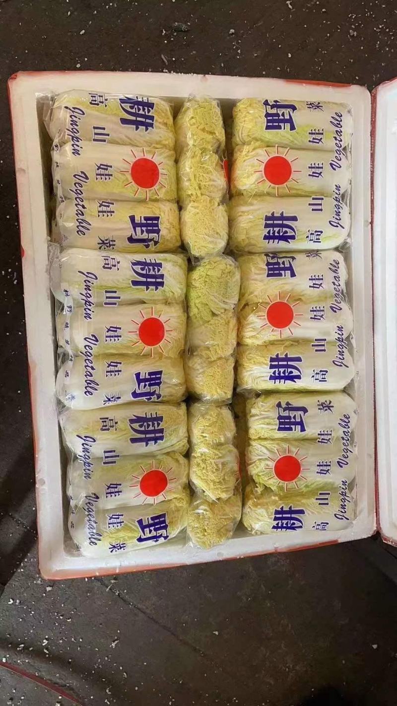 平台爆品基地小娃娃菜，大娃娃大量上市，日供量100吨