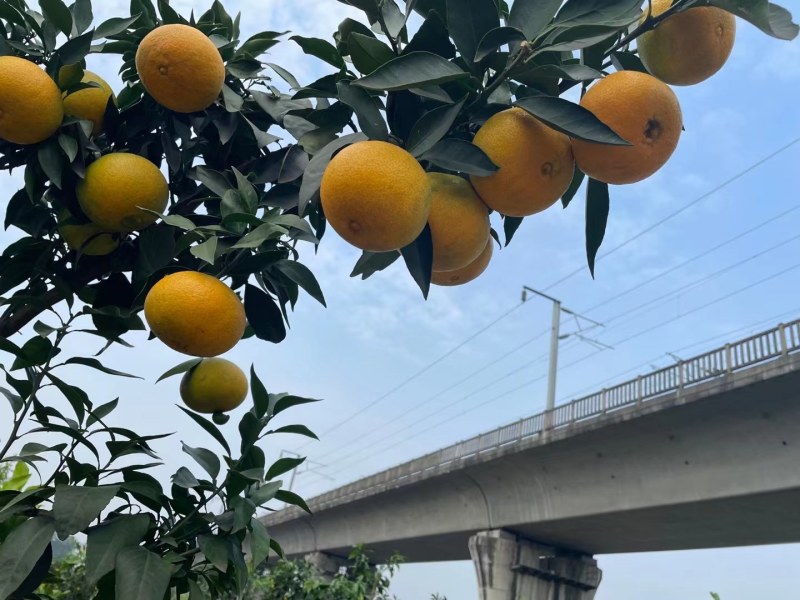 四川省自贡市荣县万亩柑橘基地出货中