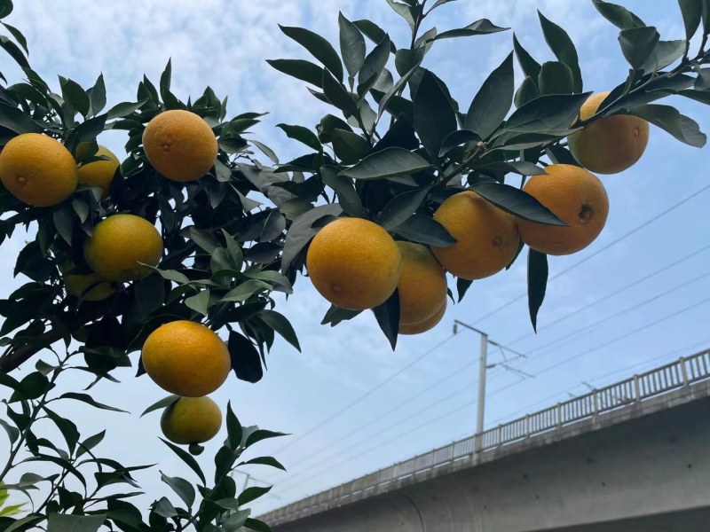 四川省自贡市荣县万亩柑橘基地出货中