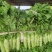 山东省兰陵县，三青莴笋大量上市，青皮，青叶，青肉无空心。