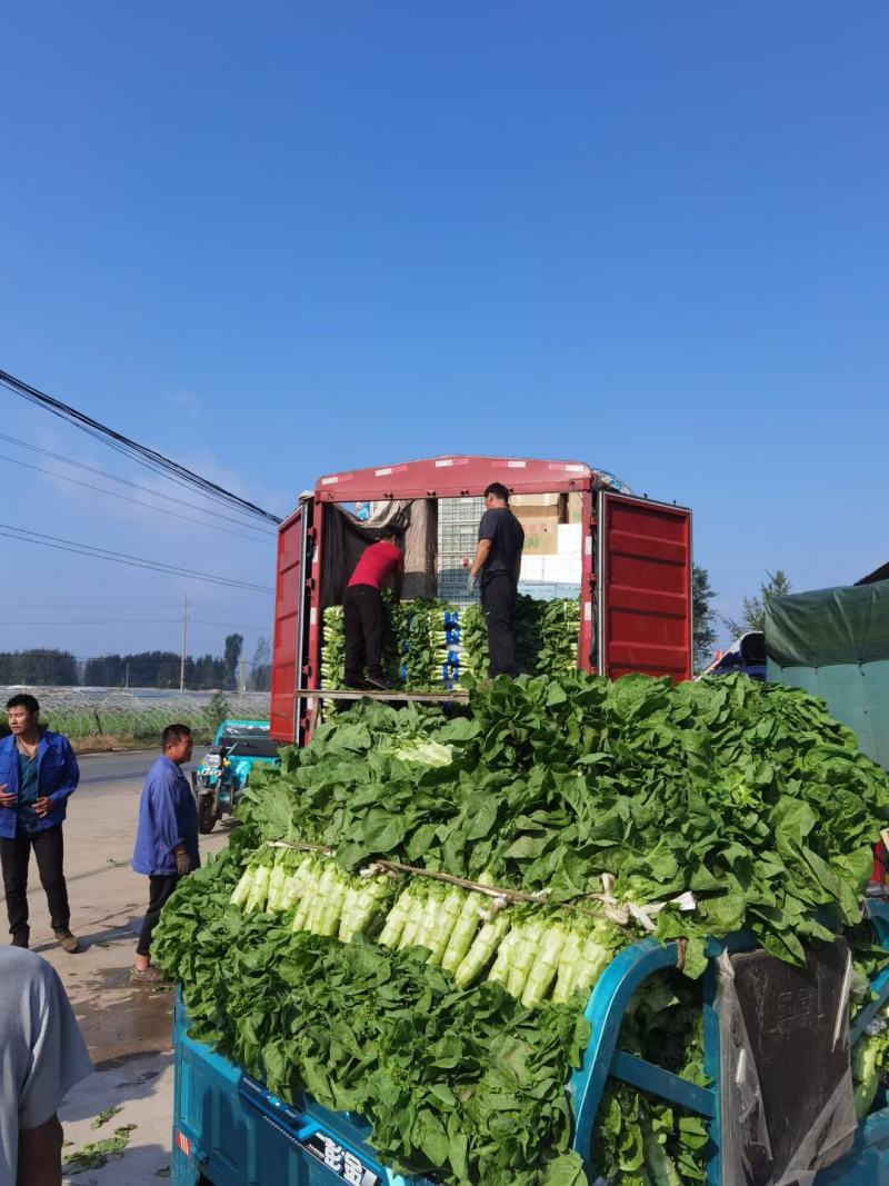 山东省兰陵县，三青莴笋大量上市，青皮，青叶，青肉无空心。